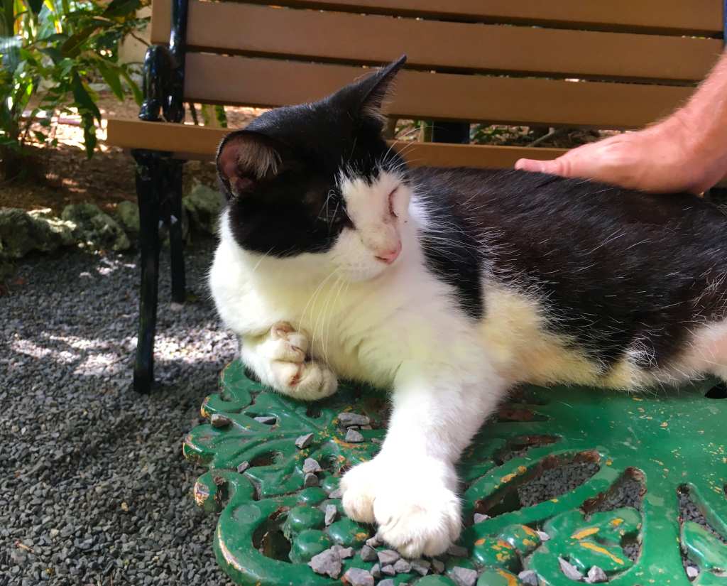 Ernest Hemingway's 6 toe cat