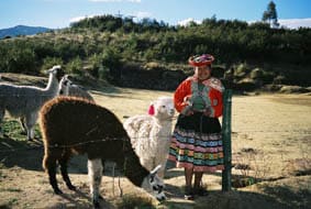 Peruvian lady and alpaca You'll meet this lady on your hike